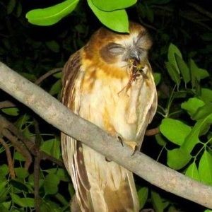 Meet your Posher, Elysia